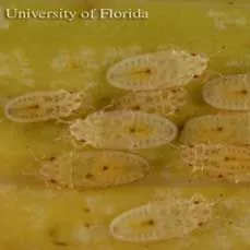 thumbnail for publication: Royal Palm Bug, Xylastodoris luteolus Barber (Insecta: Hemiptera: Thaumastocoridae)
